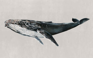 Coordonné Naturae Humpback Whale behang 9500103 behang afbeelding 1