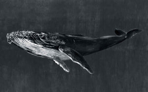 Coordonné Naturae Humpback Whale behang 9500102 behang afbeelding 1