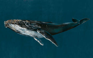 Coordonné Naturae Humpback Whale behang 9500100 behang afbeelding 1