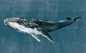 Coordonné Naturae Humpback Whale behang 9500101 behang afbeelding 1