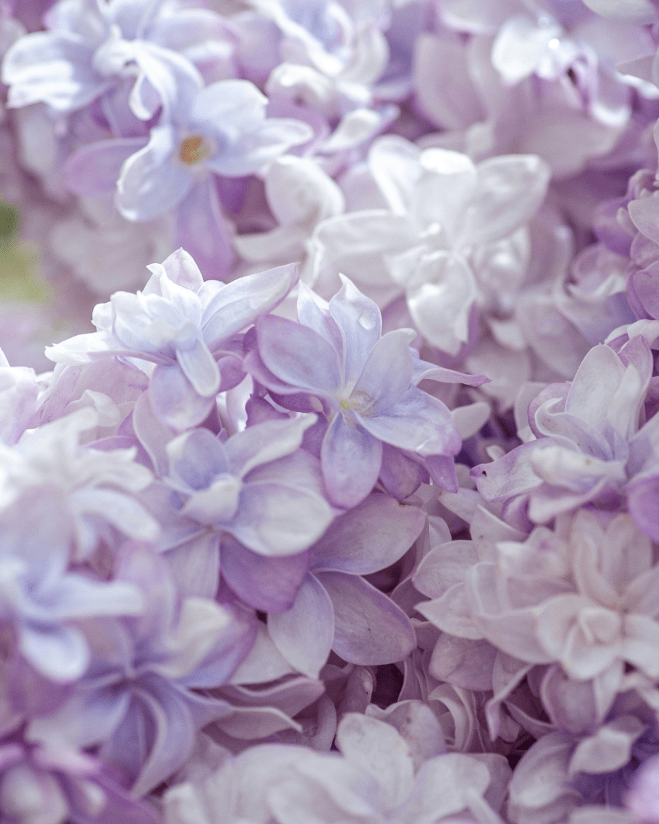 LILAC LUXE NO. 86 - LAB COLOUR THE WORLD