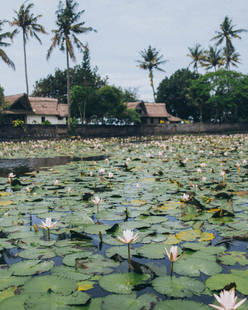 LOTUS LUSH NO. 309 - LAB COLOUR THE WORLD