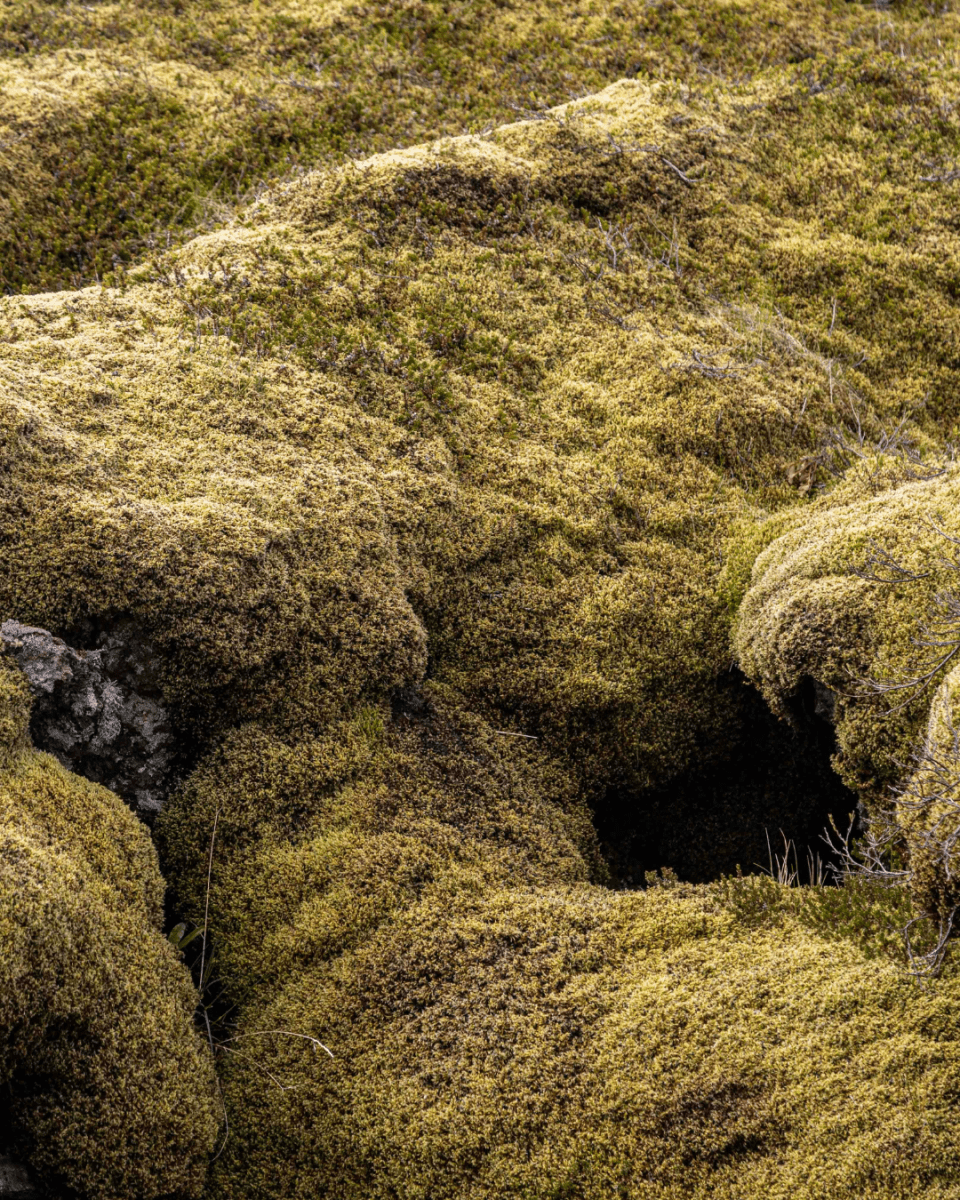 MONUMENTAL MOSS NO. 265 - LAB COLOUR THE WORLD