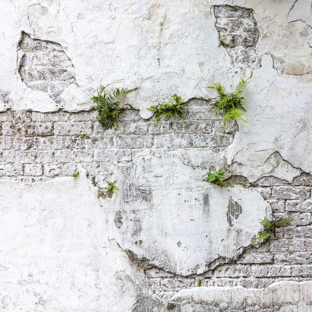 Les Dominotiers Plants & Brick Wall Blanc Et Vert Behang DOM 406