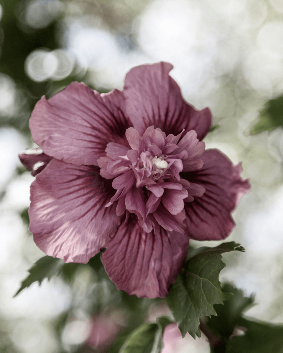 ROYAL MAUVE NO. 637 - LAB COLOUR THE WORLD