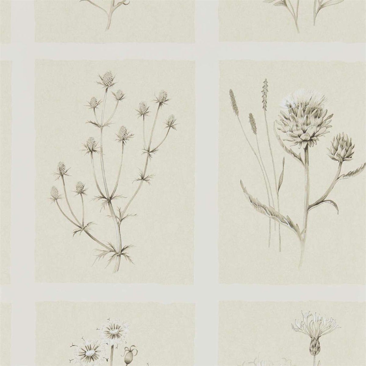 Sanderson Little Thistles Behang 216511 - LAB COLOUR THE WORLD