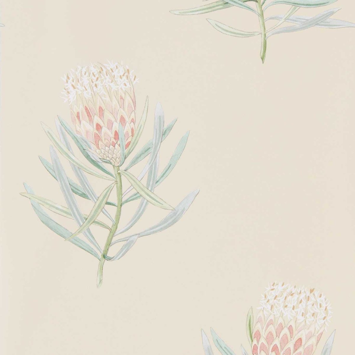 Sanderson Protea Flower Behang 216329 - LAB COLOUR THE WORLD