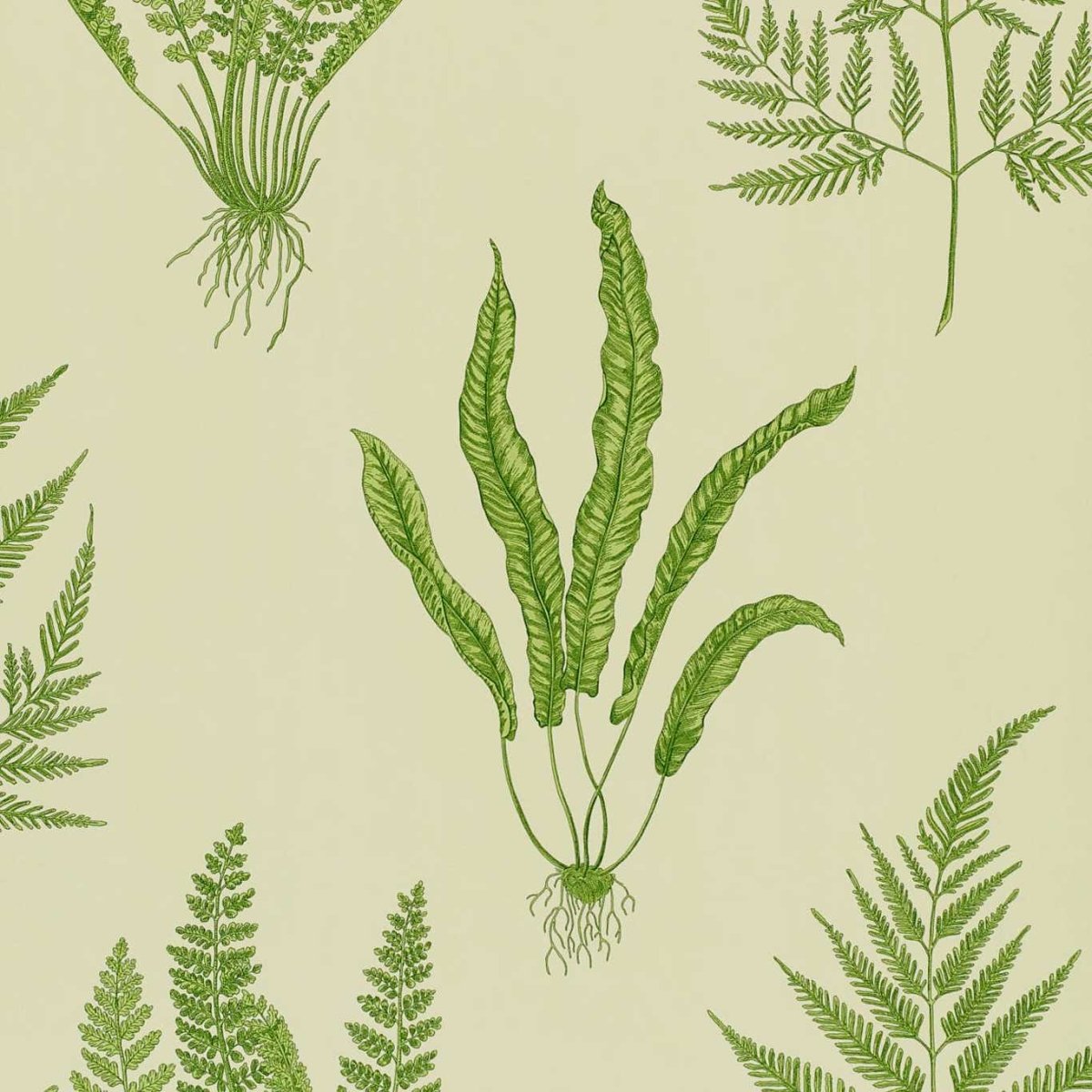 Sanderson Woodland Ferns Behang DAPGWO102 - LAB COLOUR THE WORLD