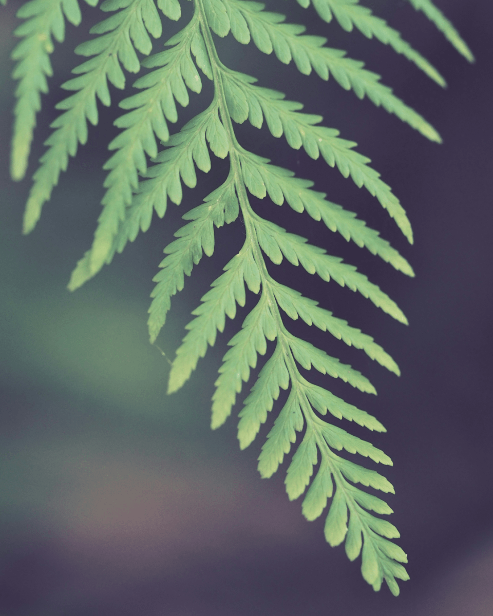 SOFT FERN NO. 314 - LAB COLOUR THE WORLD