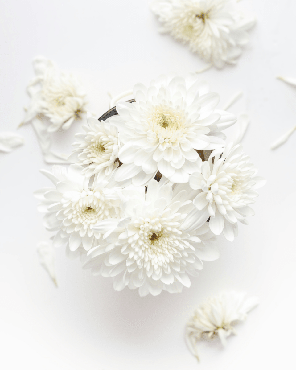 SPIDER MUM NO. 310 - LAB COLOUR THE WORLD