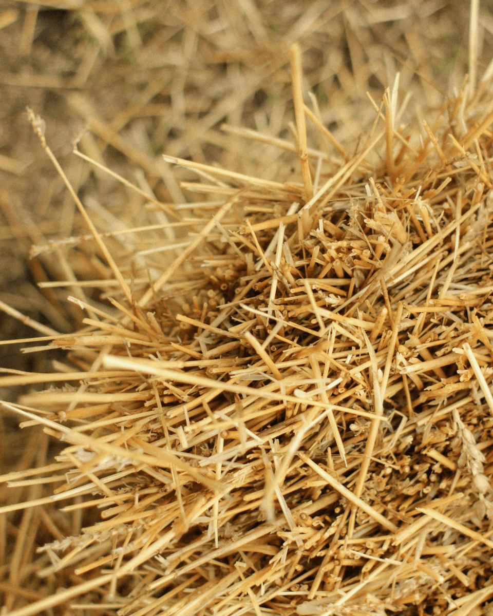 STRAW NO. 209 - LAB COLOUR THE WORLD