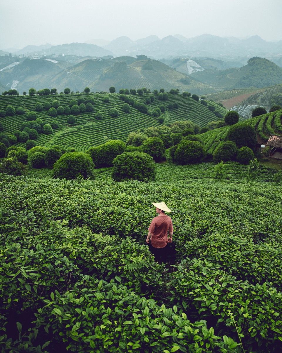 TOKYO TEA NO. 514 - LAB COLOUR THE WORLD