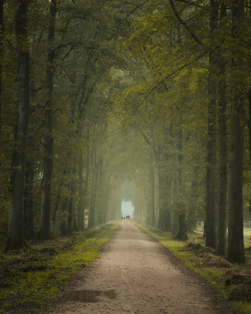 WHISPERING WOODS NO. 62 - LAB COLOUR THE WORLD