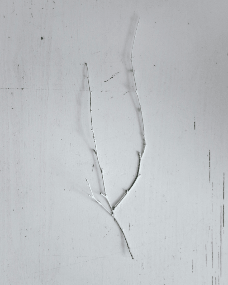 WHITE WOOD NO. 201 - LAB COLOUR THE WORLD