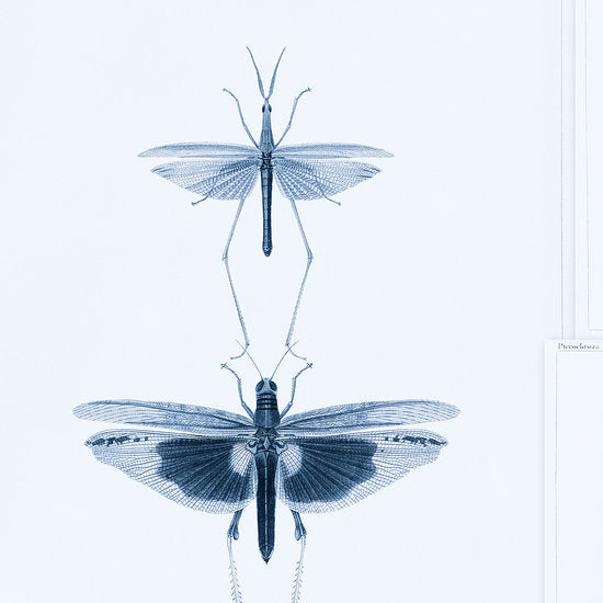 Mind the Gap Entomology Behang WP20235