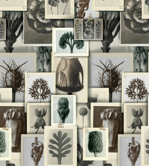 Mind The Gap Blossfeldt's Art Forms Behang WP20595 - LAB COLOUR THE WORLD