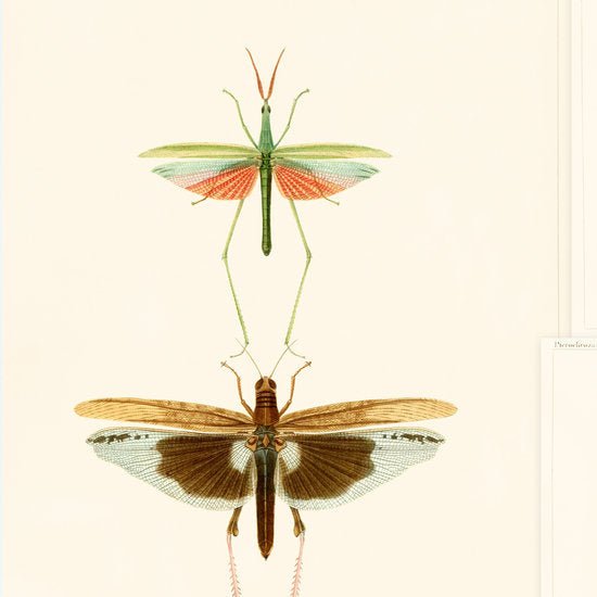 Mind The Gap Entomology Behang WP20233 - LAB COLOUR THE WORLD