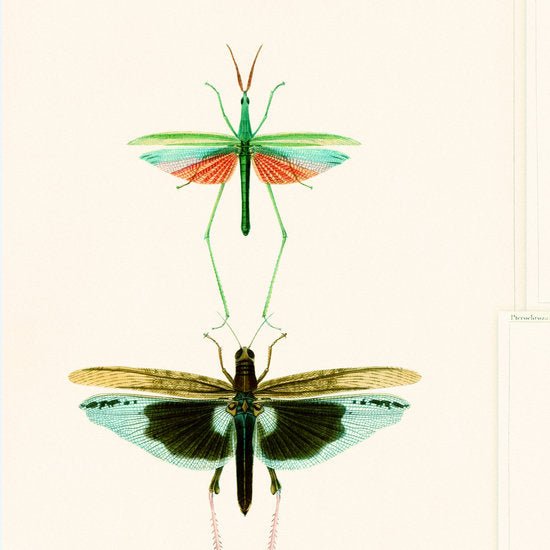 Mind The Gap Entomology Behang WP20234 - LAB COLOUR THE WORLD