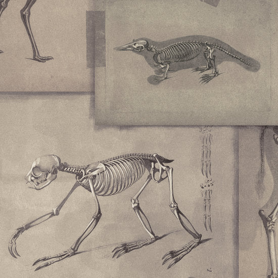 Mind The Gap Zooarchaeology Behang WP20236 - LAB COLOUR THE WORLD